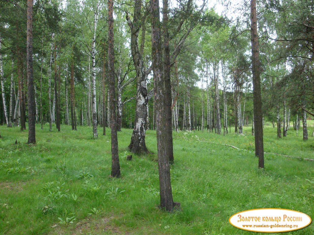 Восточно-выборгские укрепления. Берёзовая роща