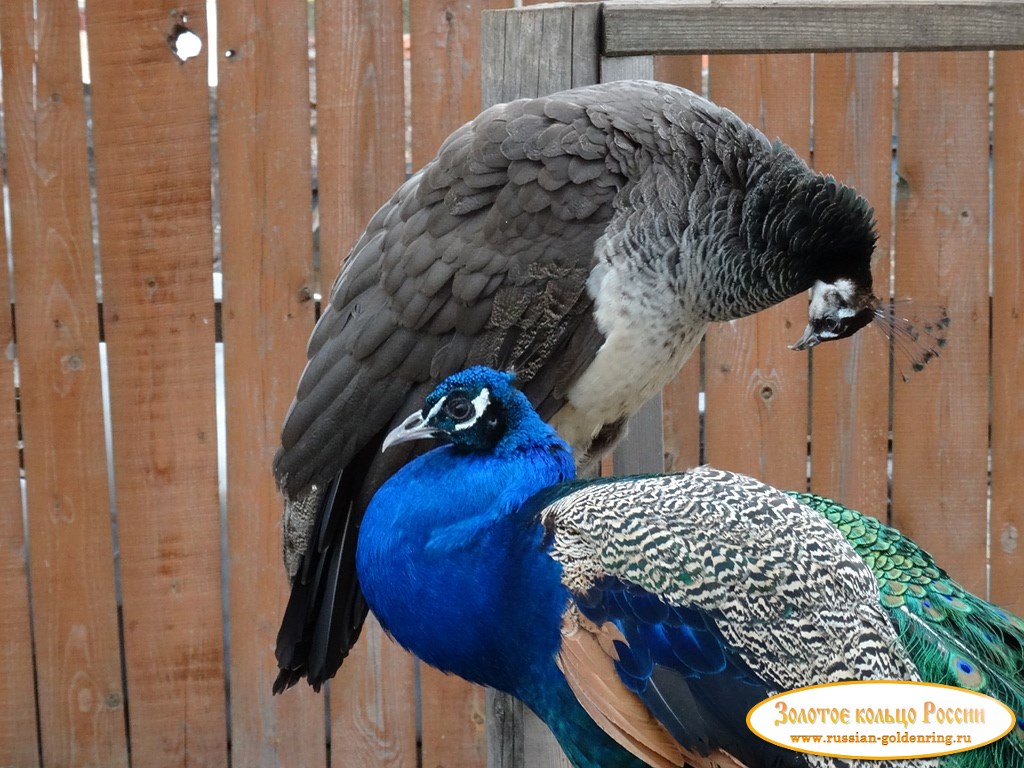 Введенский Владычный женский монастырь. Павлины