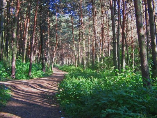 Бобачёвская роща. Тверь