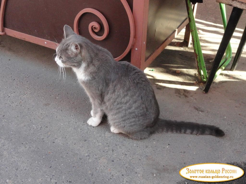 Мышкинский кот. Мышкин